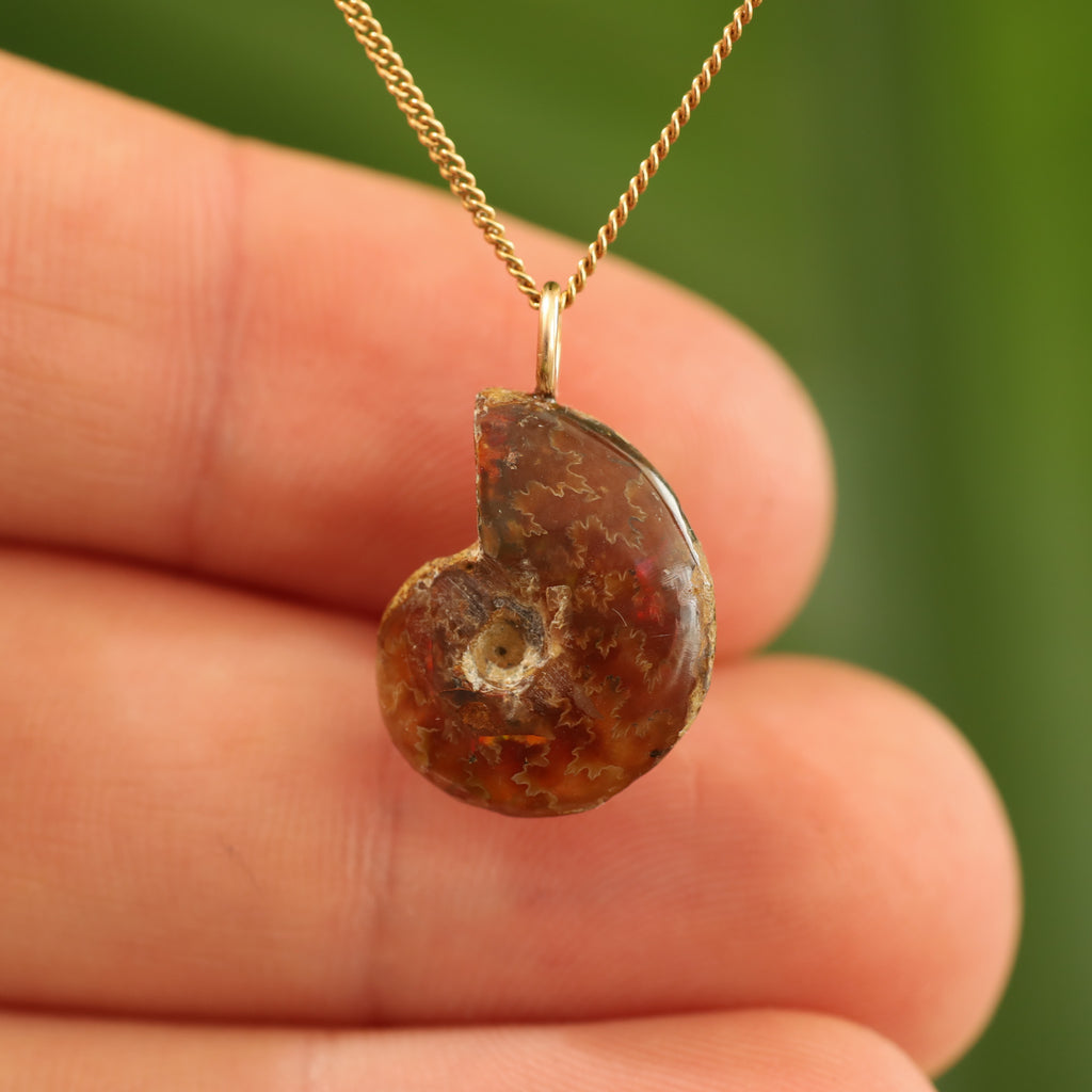 Ammoniet fossiel - Madagaskar