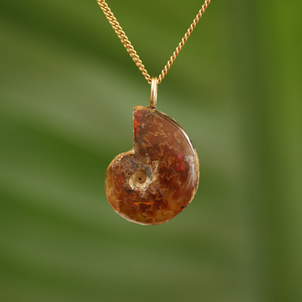 Ammoniet fossiel - Madagaskar