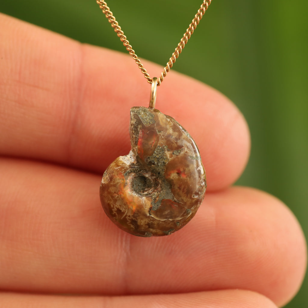 Ammoniet fossiel - Madagaskar