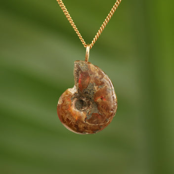 Ammoniet fossiel - Madagaskar