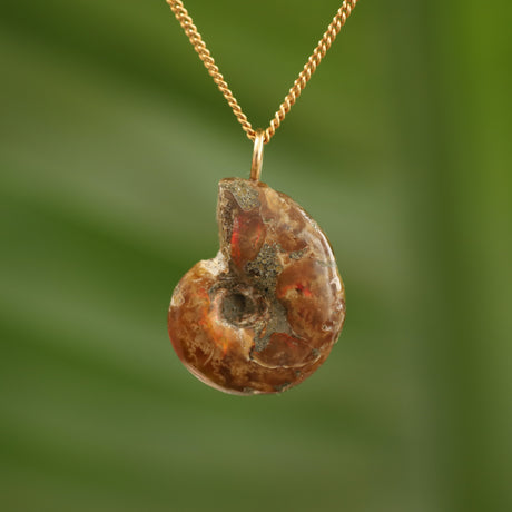 Ammoniet fossiel - Madagaskar