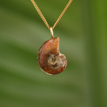 Ammoniet fossiel - Madagaskar