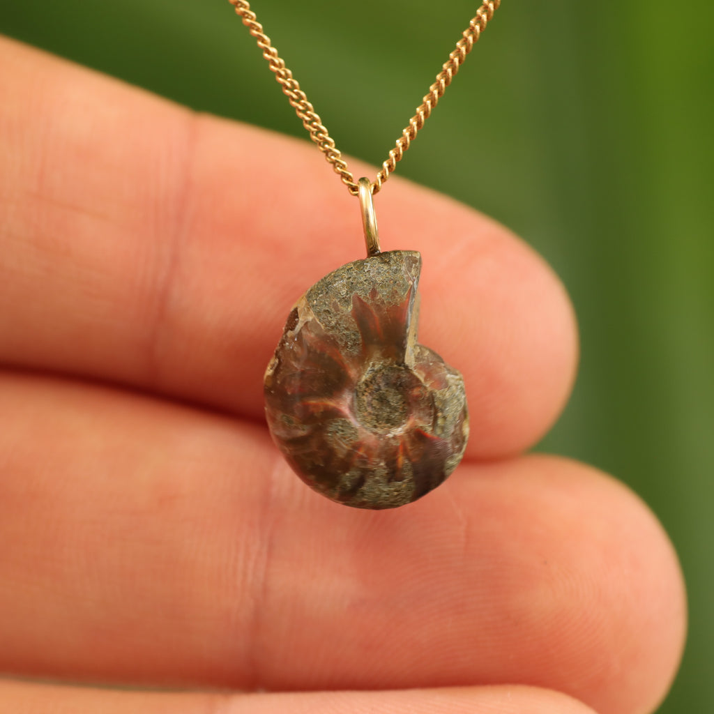 Ammoniet fossiel - Madagaskar