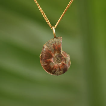 Ammoniet fossiel - Madagaskar