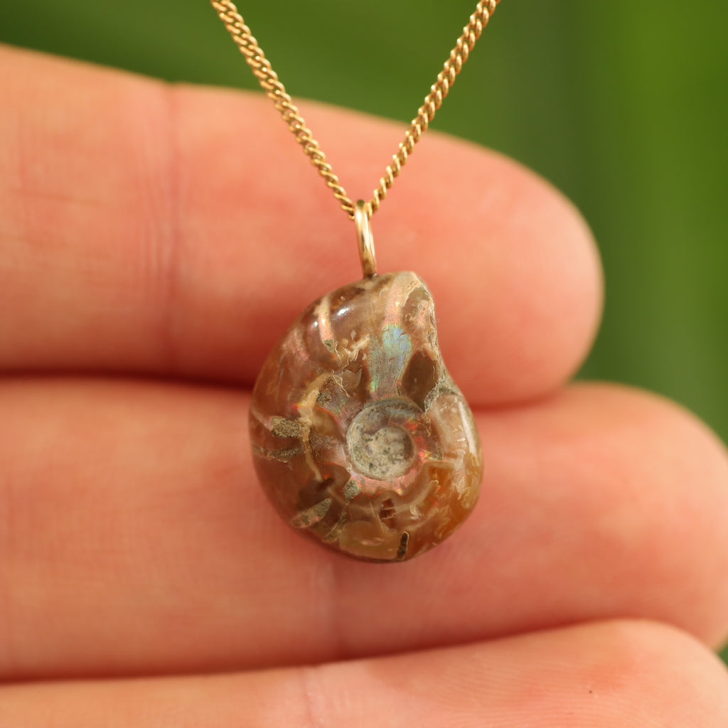 Ammoniet fossiel - Madagaskar