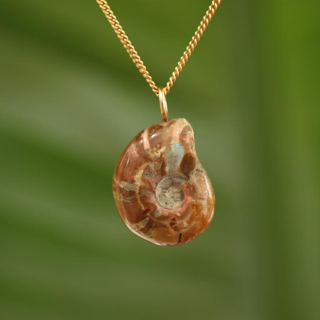 Ammoniet fossiel - Madagaskar