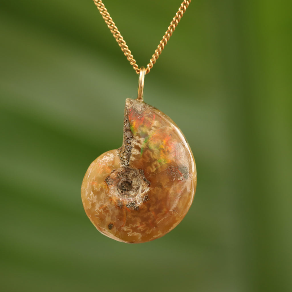 Ammoniet fossiel - Madagaskar