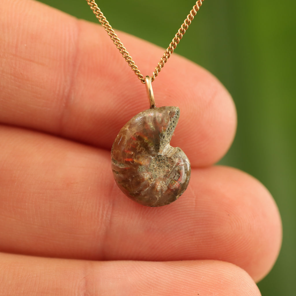 Ammoniet fossiel - Madagaskar