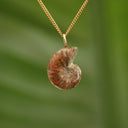 Ammoniet fossiel - Madagaskar