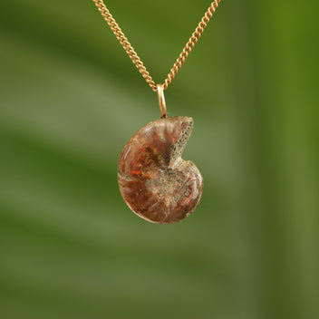 Ammoniet fossiel - Madagaskar