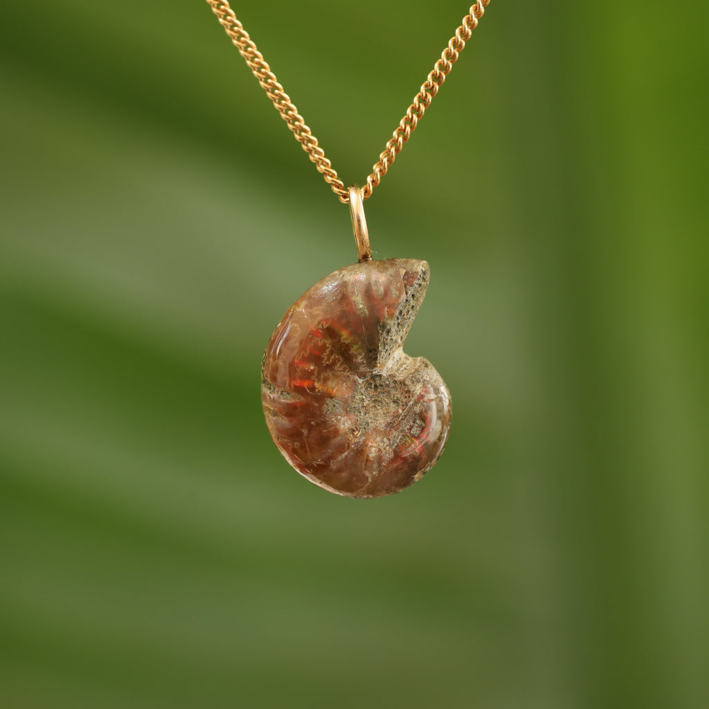 Ammoniet fossiel - Madagaskar