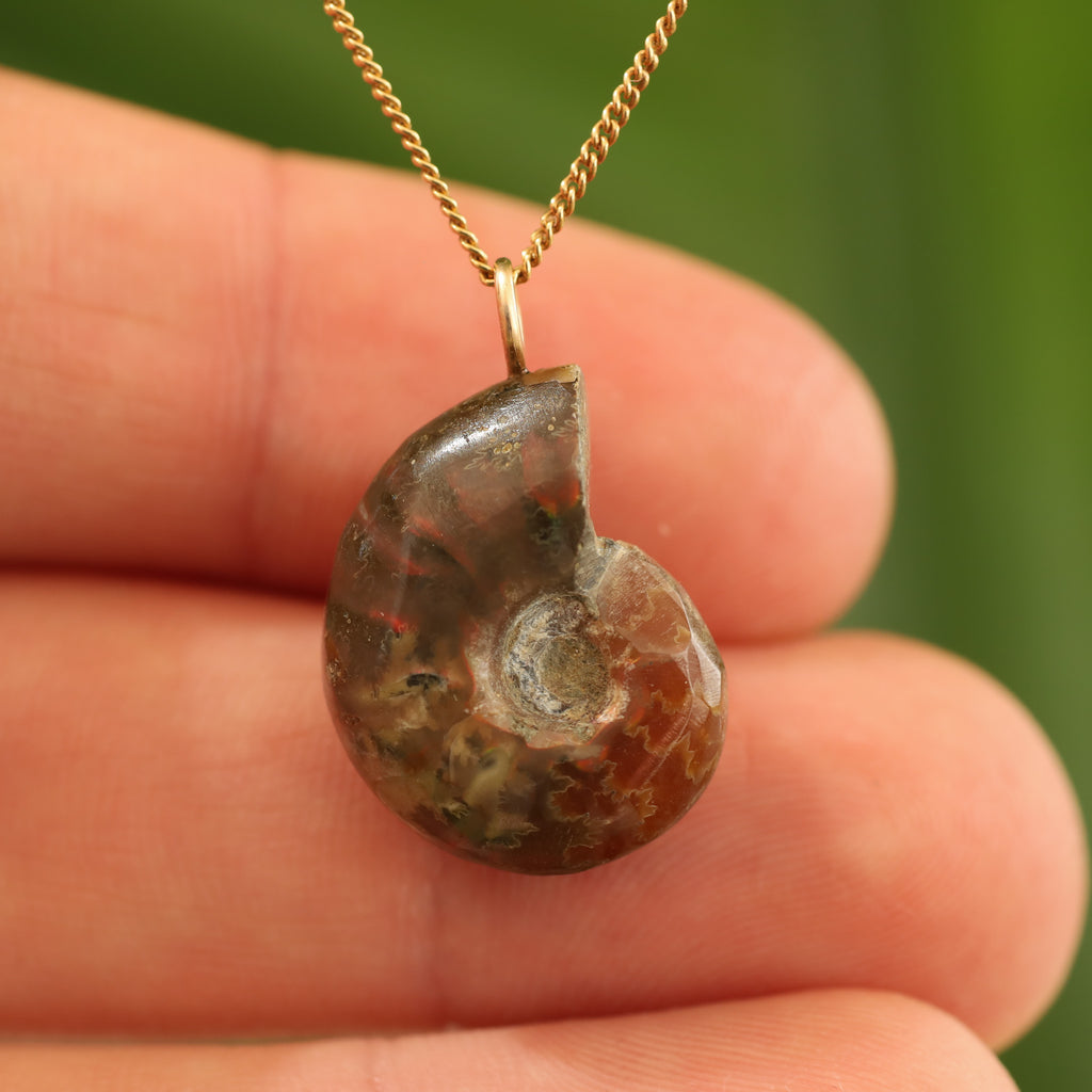 Ammoniet fossiel - Madagaskar