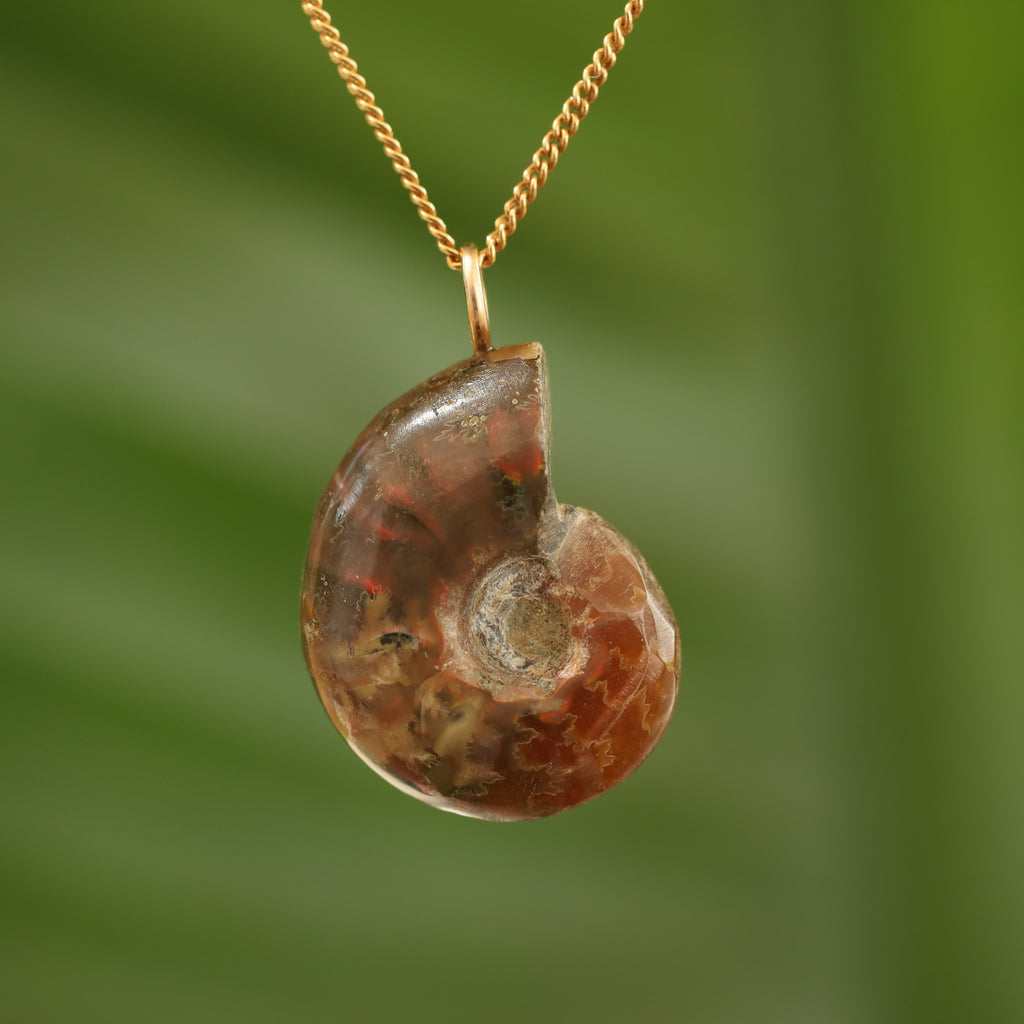 Ammoniet fossiel - Madagaskar