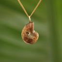 Ammoniet fossiel - Madagaskar