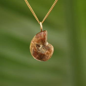 Ammoniet fossiel - Madagaskar