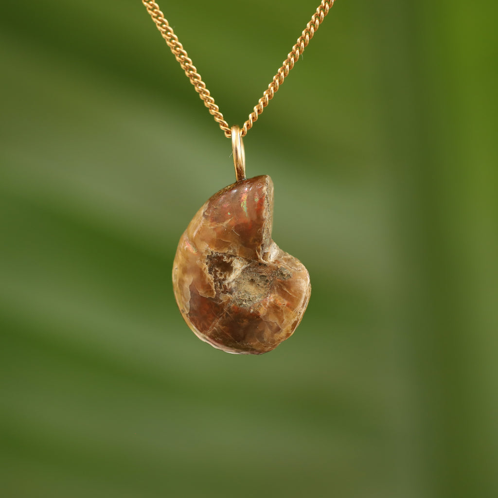 Ammoniet fossiel - Madagaskar