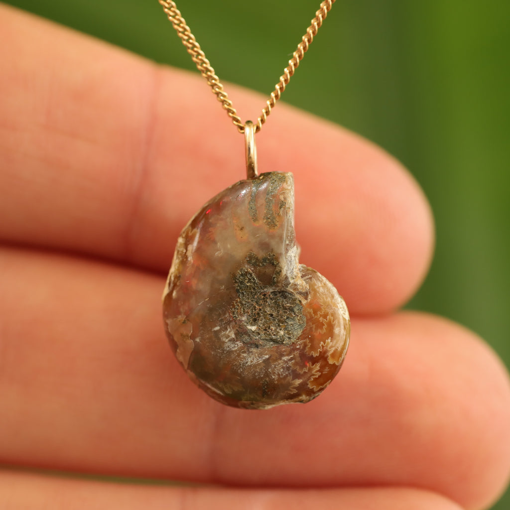 Ammoniet fossiel - Madagaskar