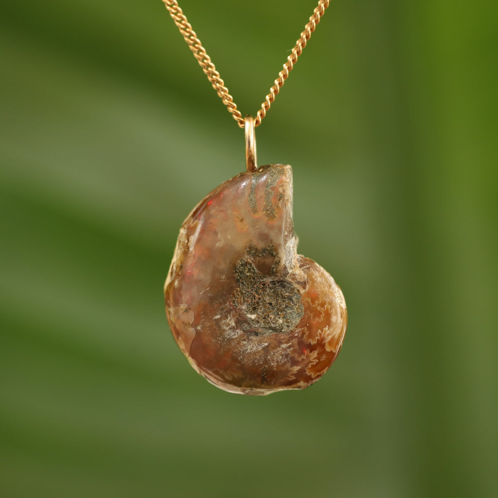 Ammoniet fossiel - Madagaskar