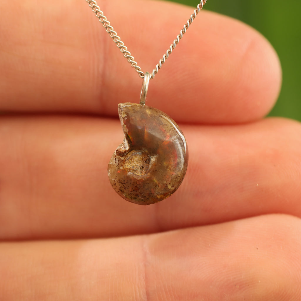 Ammoniet fossiel - Madagaskar