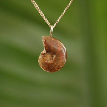 Ammoniet fossiel - Madagaskar