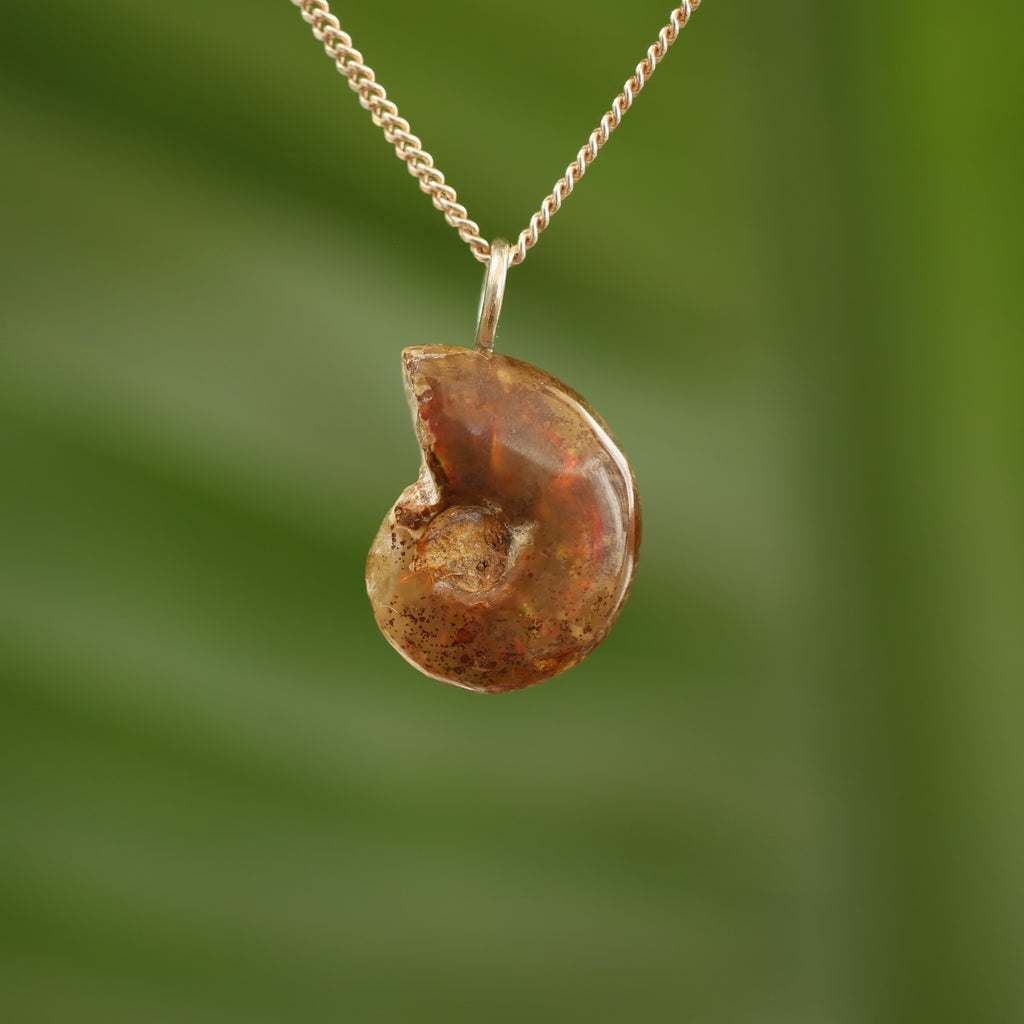 Ammoniet fossiel - Madagaskar