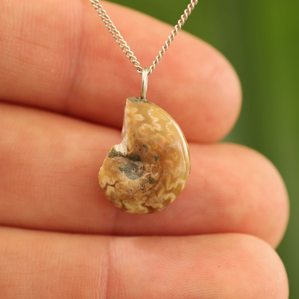 Ammoniet fossiel - Madagaskar