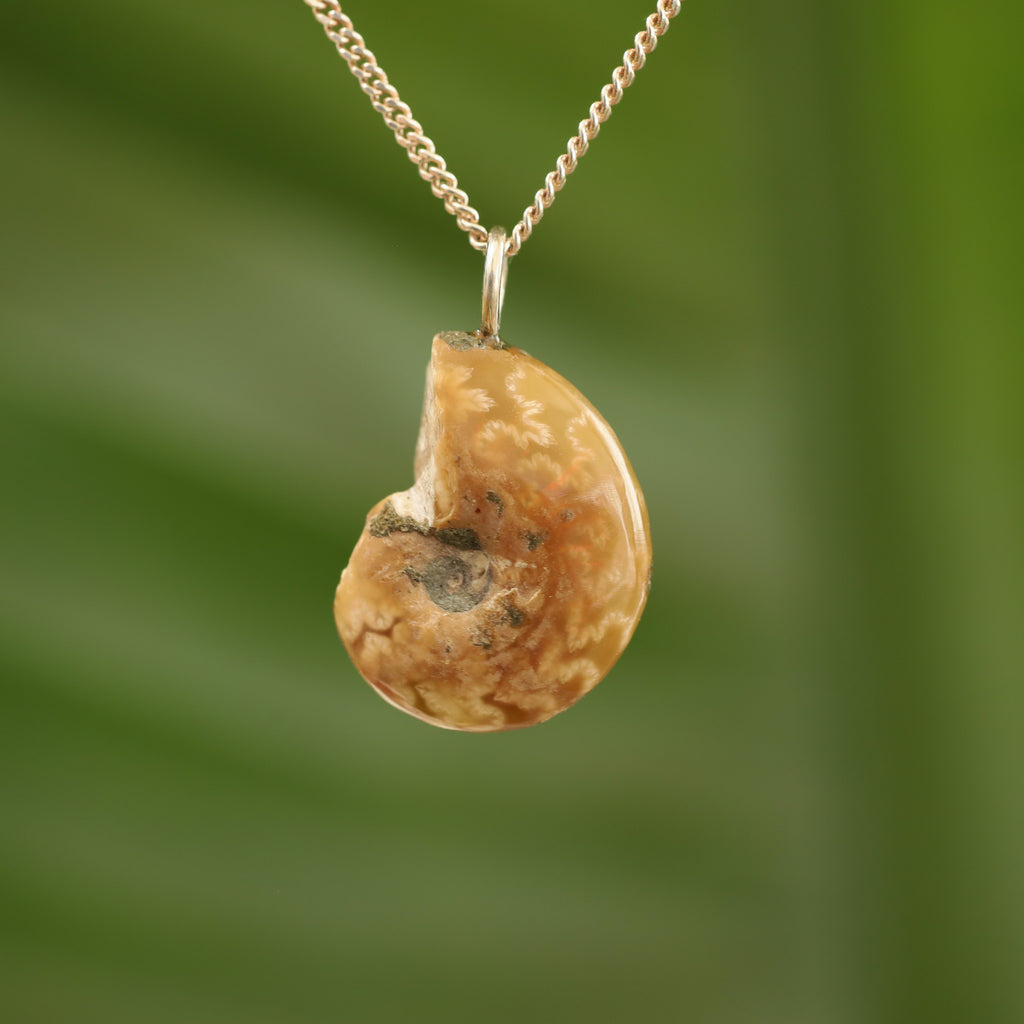 Ammoniet fossiel - Madagaskar