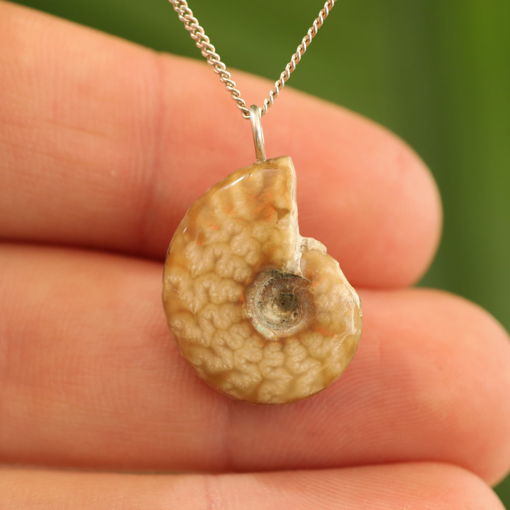 Ammoniet fossiel - Madagaskar