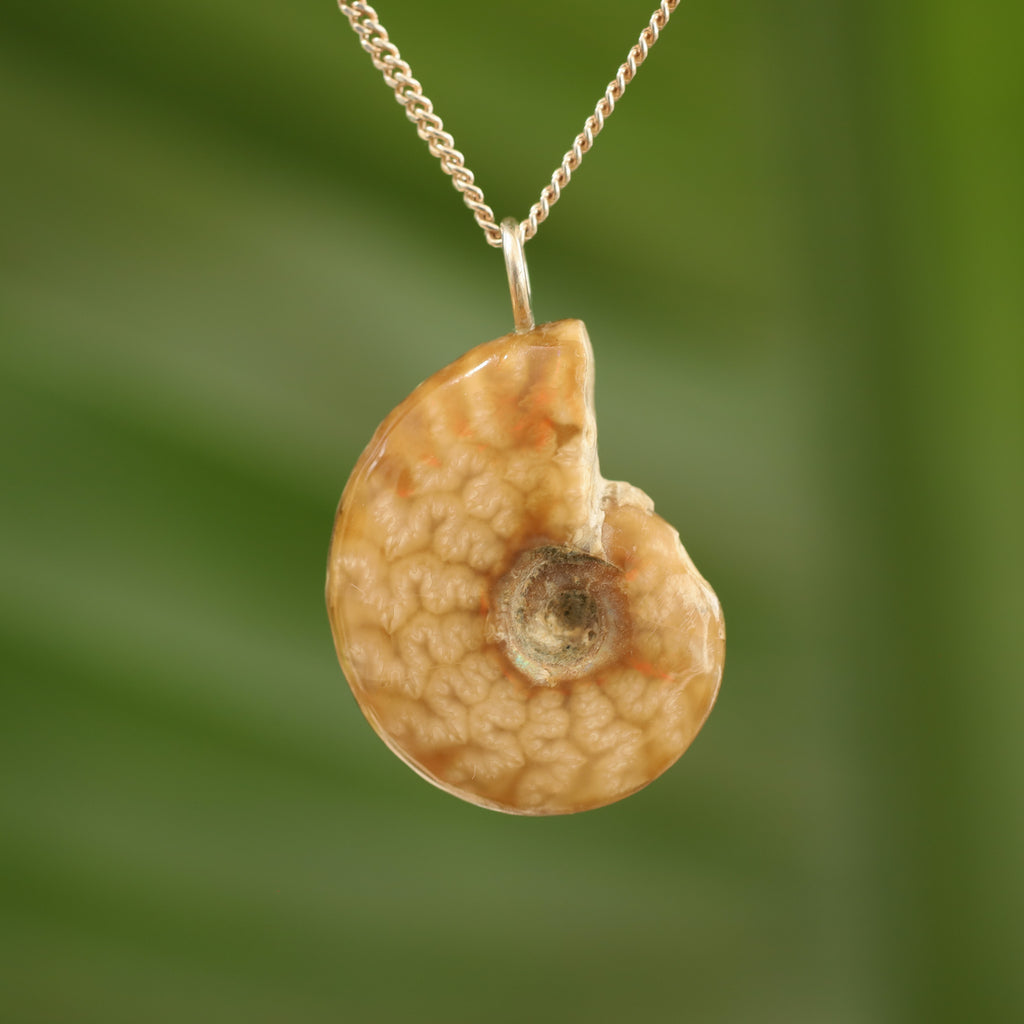 Ammoniet fossiel - Madagaskar