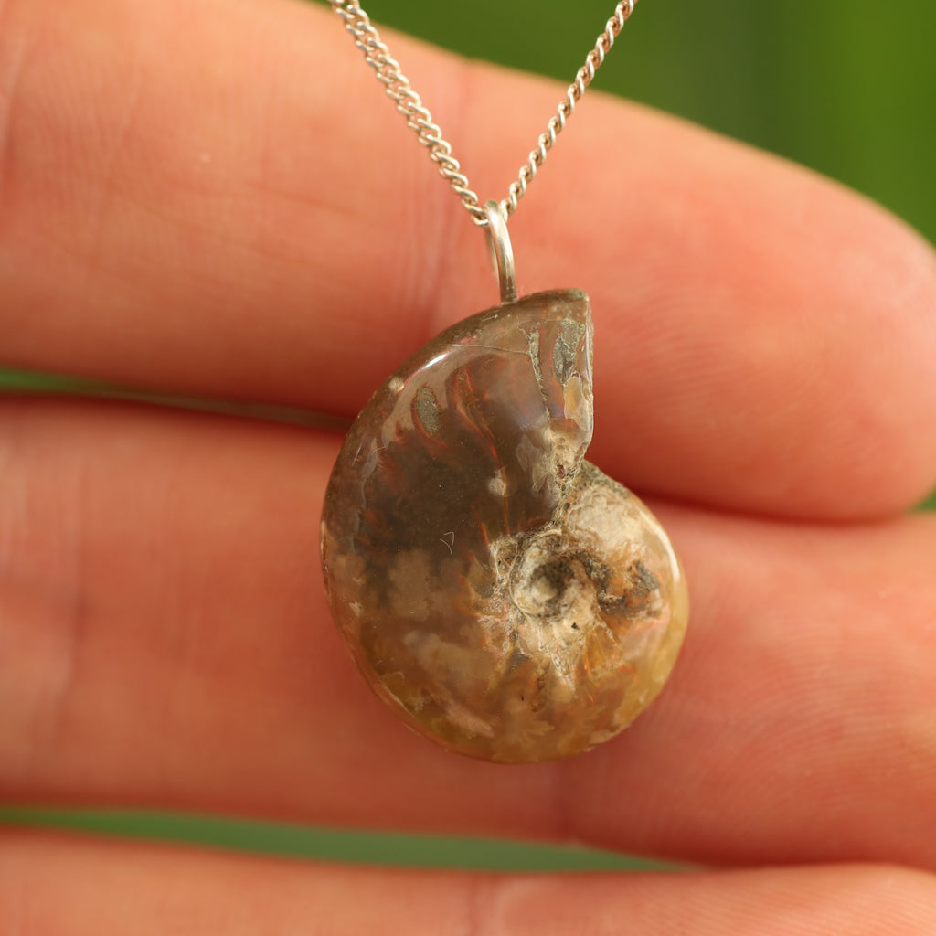 Ammoniet fossiel - Madagaskar