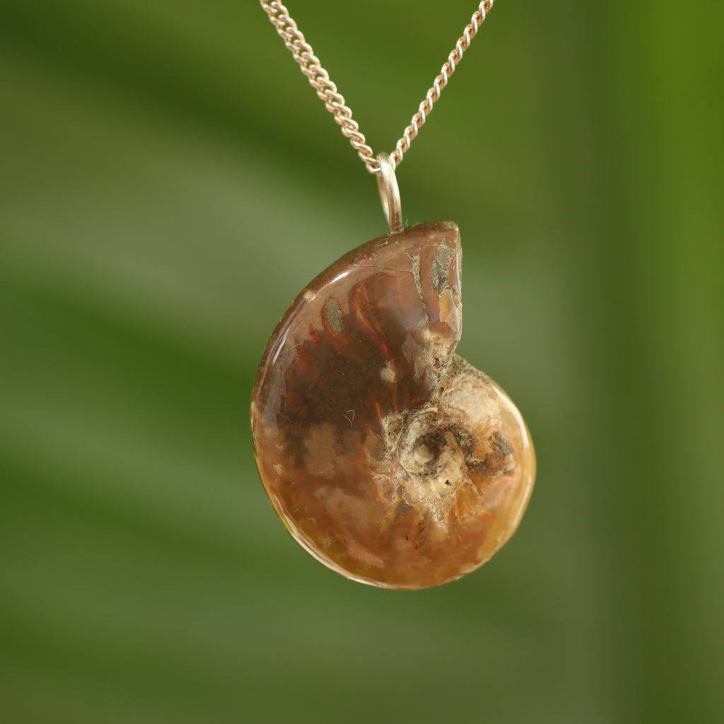 Ammoniet fossiel - Madagaskar