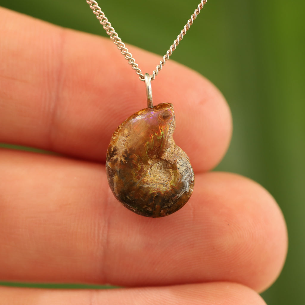 Ammoniet fossiel - Madagaskar