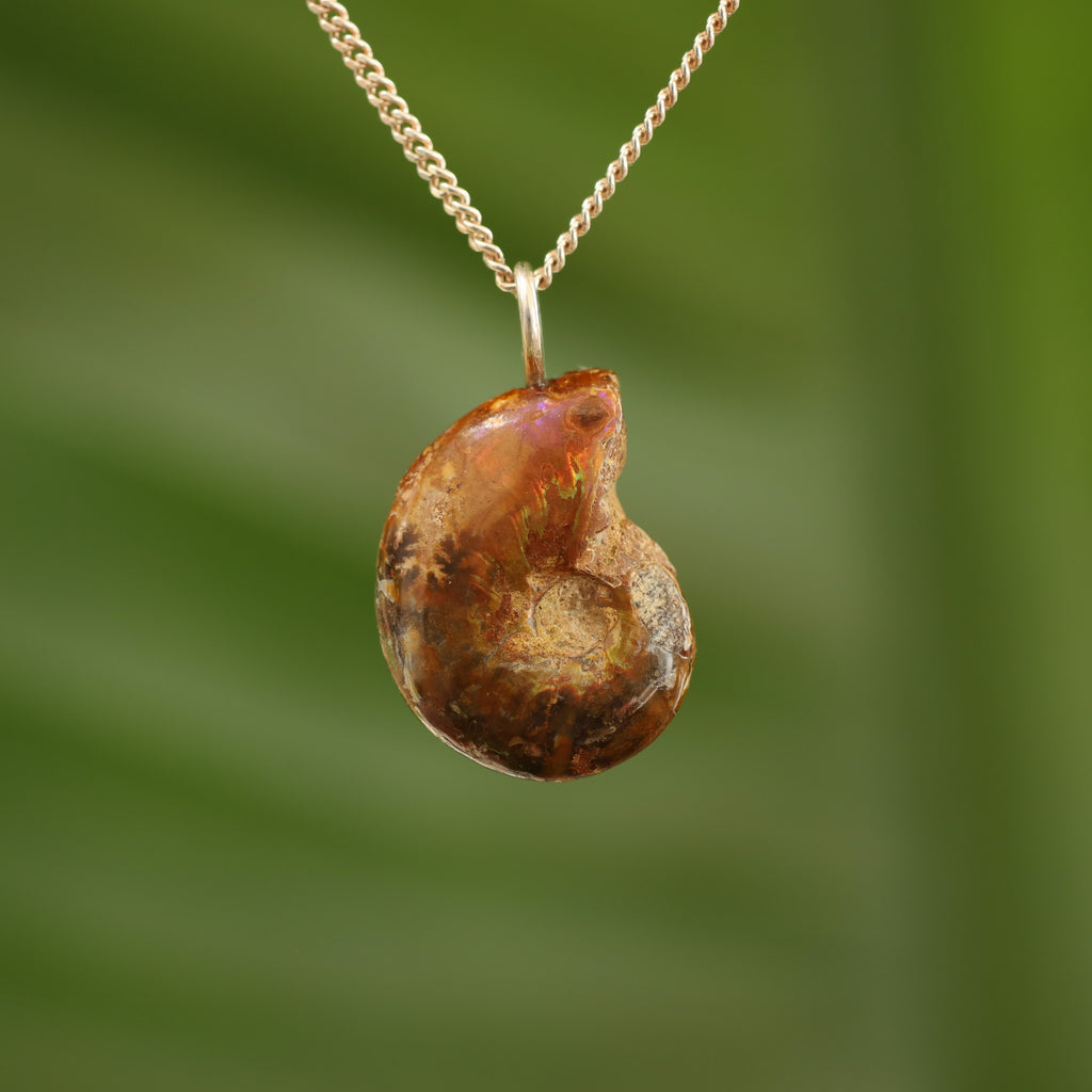 Ammoniet fossiel - Madagaskar