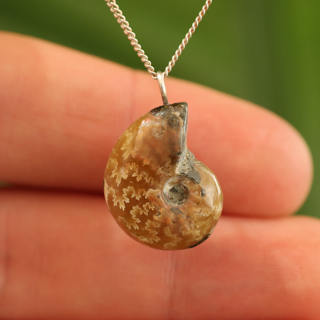 Ammoniet fossiel - Madagaskar