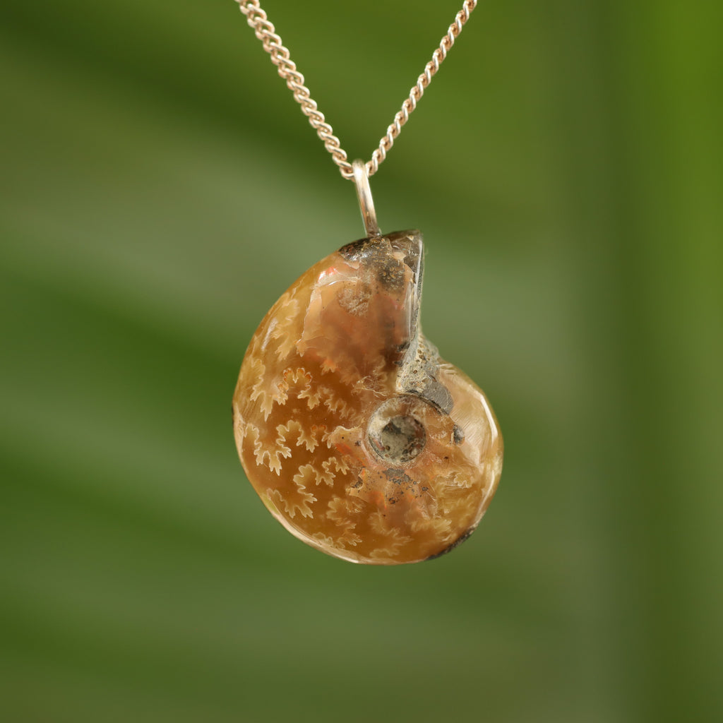 Ammoniet fossiel - Madagaskar