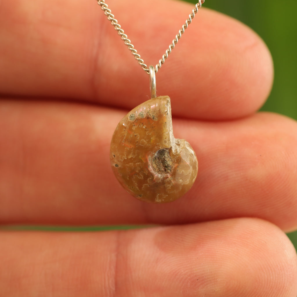 Ammoniet fossiel - Madagaskar