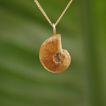 Ammoniet fossiel - Madagaskar