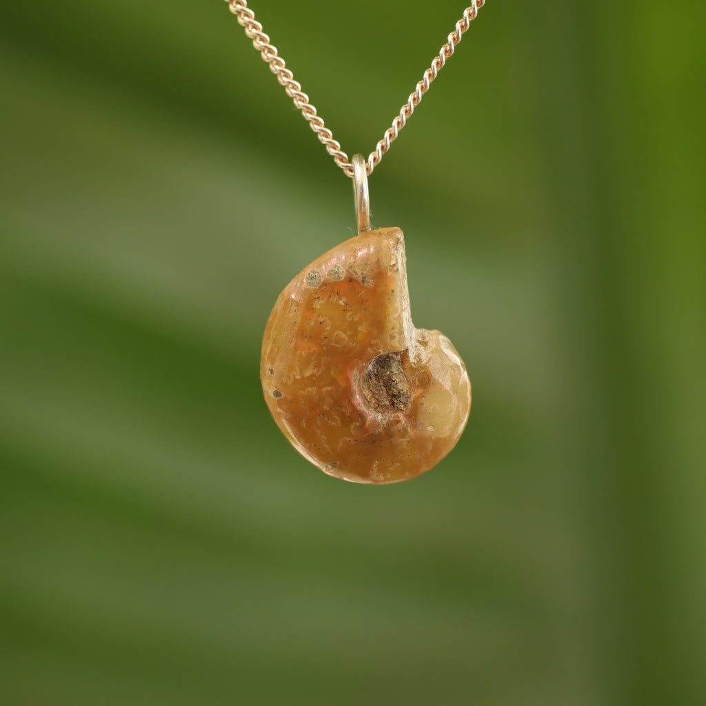 Ammoniet fossiel - Madagaskar