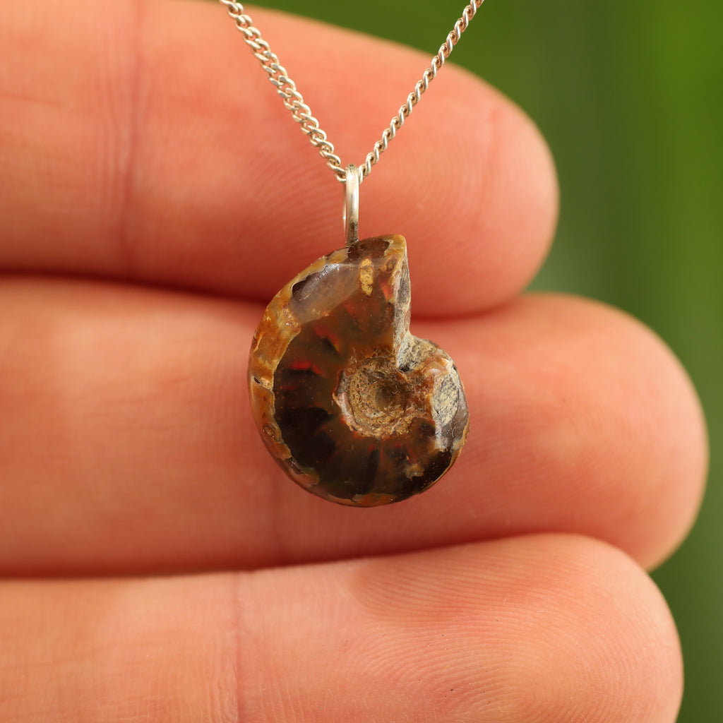 Ammoniet fossiel - Madagaskar