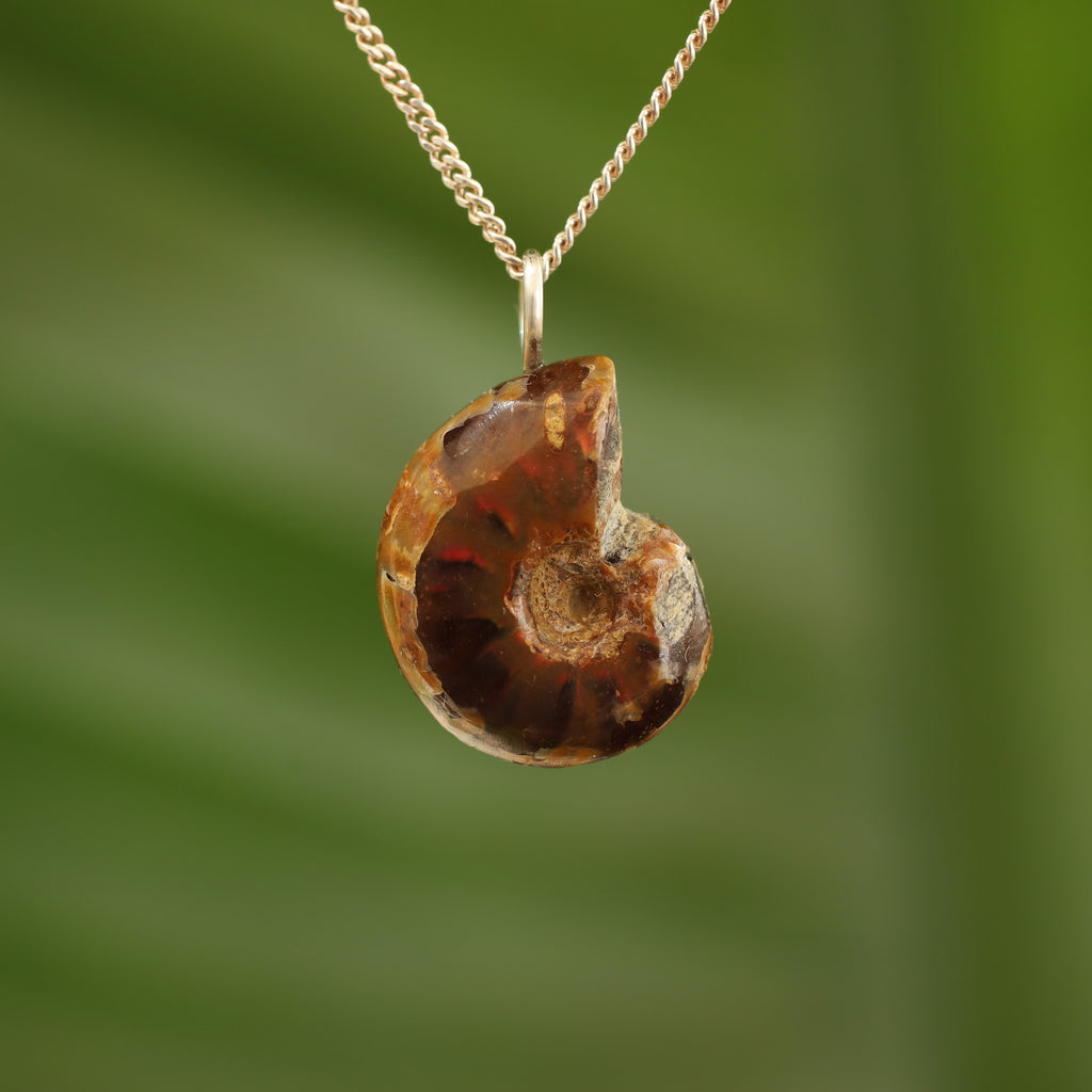 Ammoniet fossiel - Madagaskar