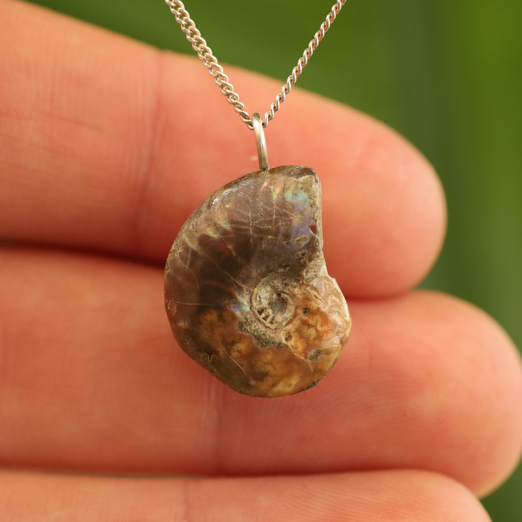 Ammoniet fossiel - Madagaskar