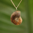 Ammoniet fossiel - Madagaskar