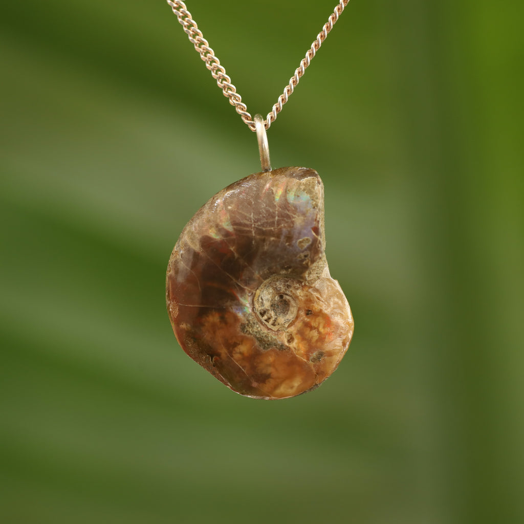 Ammoniet fossiel - Madagaskar