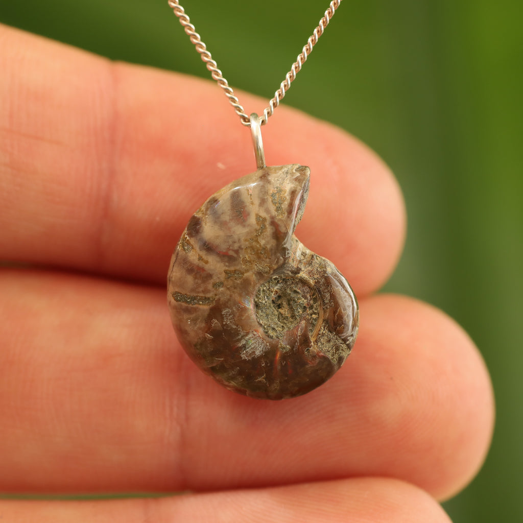 Ammoniet fossiel - Madagaskar