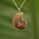Ammoniet fossiel - Madagaskar