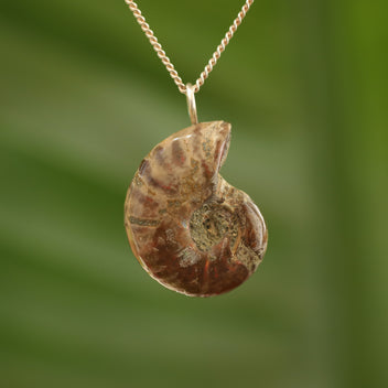 Ammoniet fossiel - Madagaskar