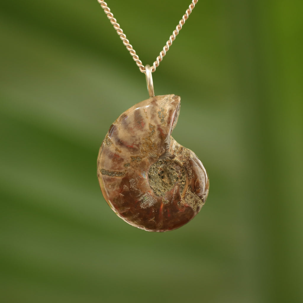 Ammoniet fossiel - Madagaskar