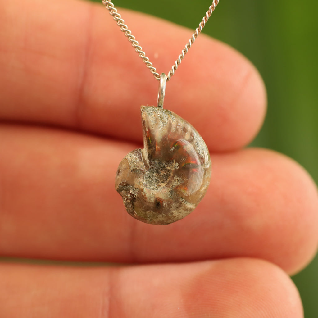 Ammoniet fossiel - Madagaskar