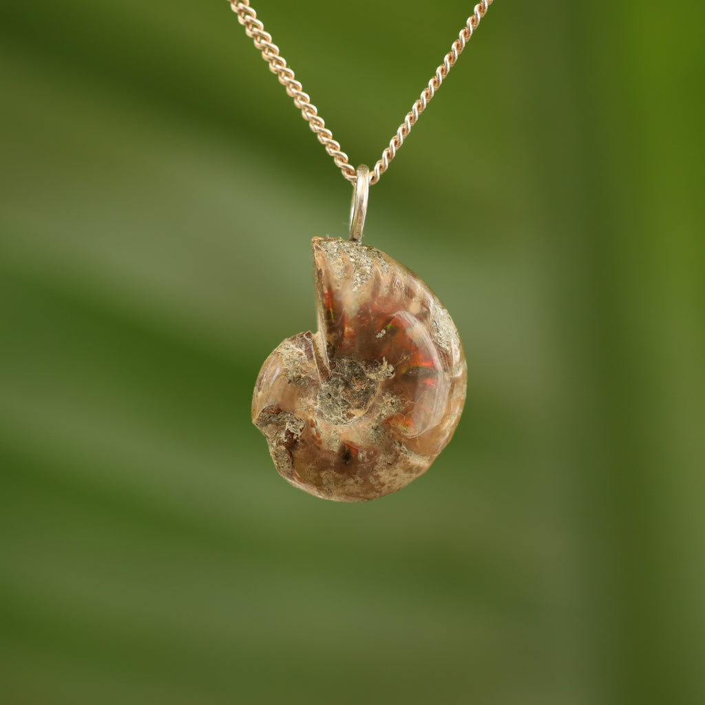 Ammoniet fossiel - Madagaskar