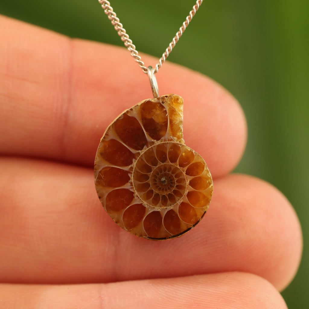 Ammoniet fossiel - Madagaskar